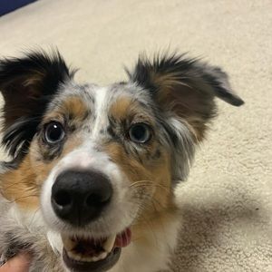 Meet your Posher, Adrian